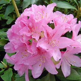 Рододендрон гибридный Чир Рододендрон гибридный Чир