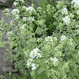 Душица обыкновенная Panta