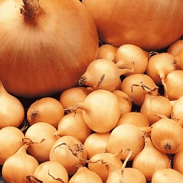 Лук-озимый Сеншуй Еллоу Глоб