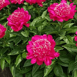 Пион Молочноцветковый Cuckoos Nest