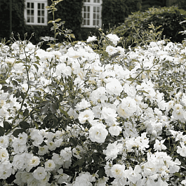 Роза Почвопокровная Schneekonigin