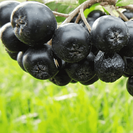 Арония сливолистная Aron