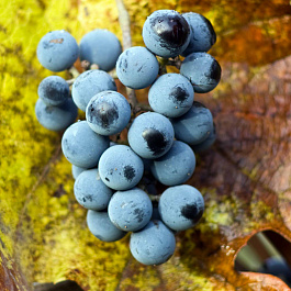 Виноград Зильга