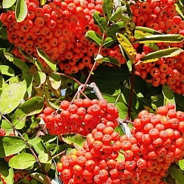 Рябина сладкоплодная Сорбинка