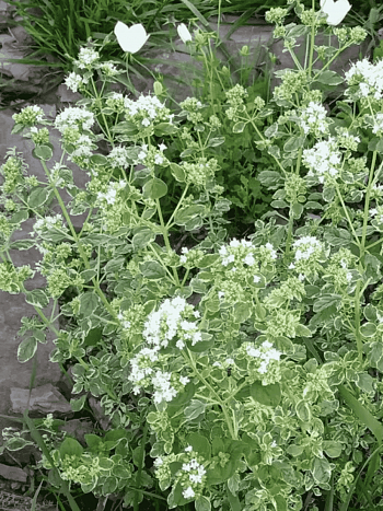 Душица обыкновенная Panta