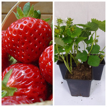 Земляника садовая Манилл НАБОР 3ШТ