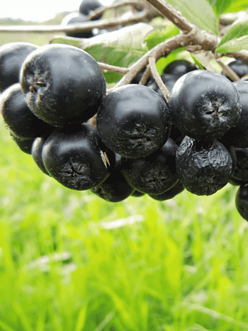 Арония сливолистная Aron