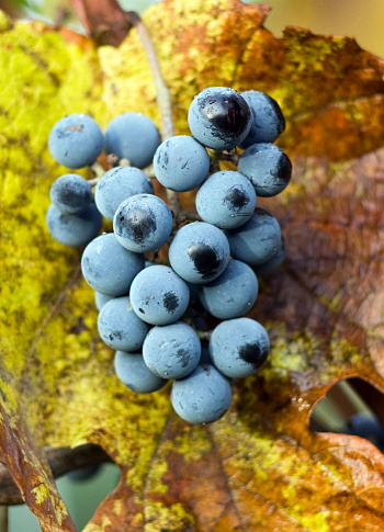 Виноград Зильга