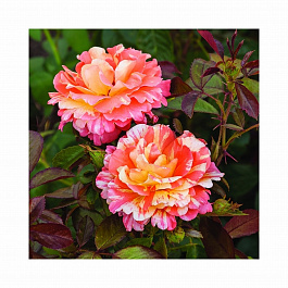 Роза флорибунда Фреска Византина