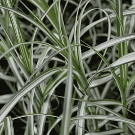 Осока пальмолистная Variegata