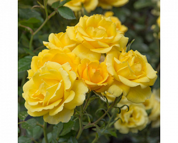 Роза Рэйон Де Солей Штамб