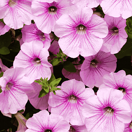 Петуния (сурфиния) Surfinia® Sweet Pink