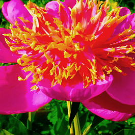 Пион Молочноцветковый Tom Eckhardt