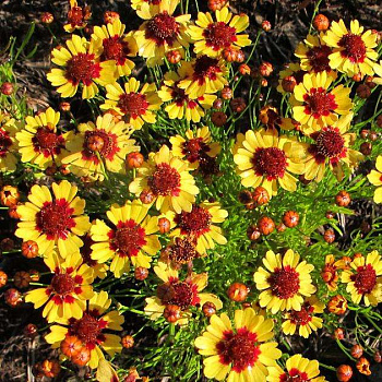 Кореопсис Пайнэппл Пай