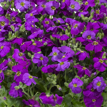 Аубреция гибридная Одри Дип Блю Шейдес