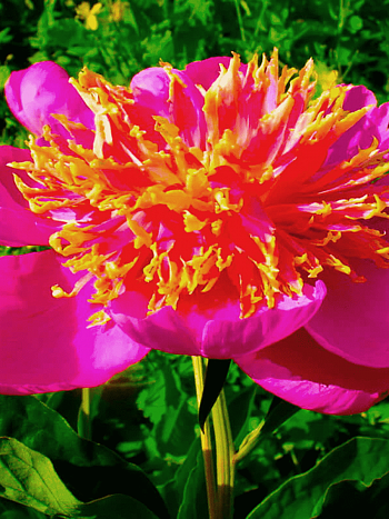 Пион Молочноцветковый Tom Eckhardt