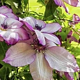 Клематис Utopia