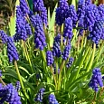 Мускари армянский