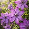 Клематис Super Nova