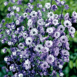 Дельфиниум высокий La Boheme
