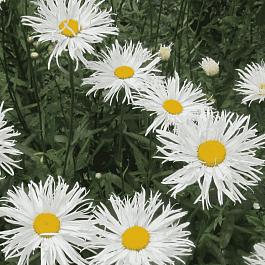 Нивяник Sante