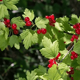 Смородина альпийская