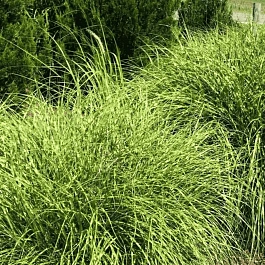 Мискантус китайский Little zebra