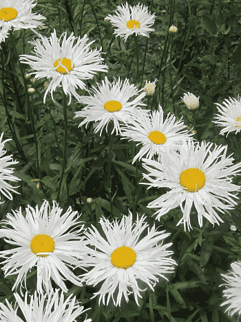 Нивяник Sante