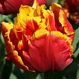 Тюльпан попугайный  Bright Parrot