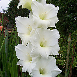 Гладиолус крупноцветковый Бангладеш