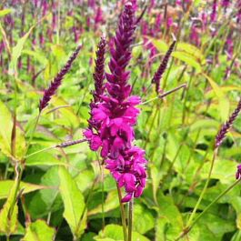 Горец свечевидный Firetail