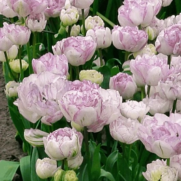 Тюльпан Махровый Normandie