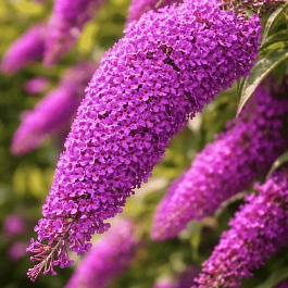 Буддлея давида Nanho Purple