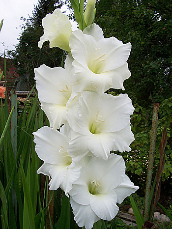 Гладиолус крупноцветковый Бангладеш