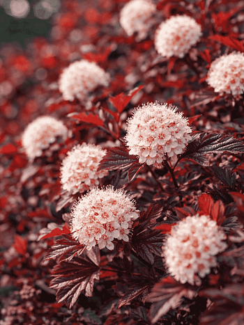 Пузыреплодник калинолистный Lady in Red