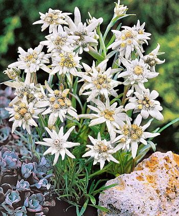 Эдельвейс альпийский