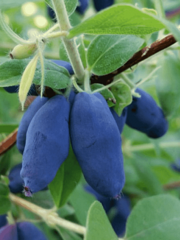 Жимолость плодовая Rocsana