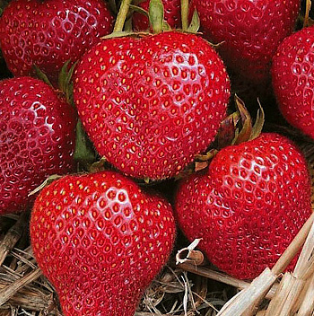 Земляника садовая Румба