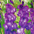 Гладиолус Purple Flora