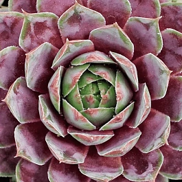 Молодило гибридное Purple Passion