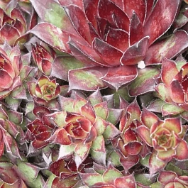 Молодило паутинистое Bronco