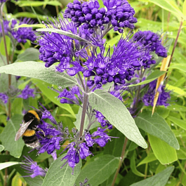 Кариоптерис кландоненсис Dark Knight