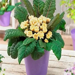 Примула Guernsey Cream 
