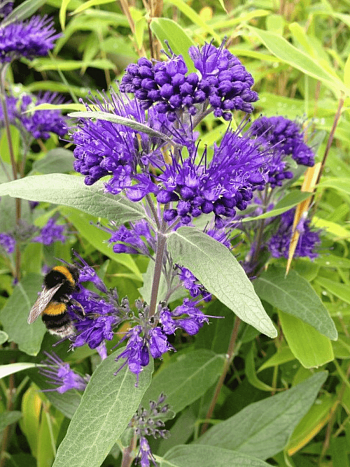 Кариоптерис кландоненсис Dark Knight