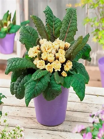 Примула Guernsey Cream 