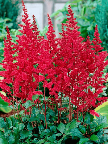 Астильба Арендса Burgundy Red