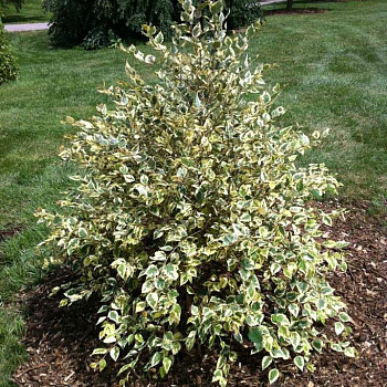 Береза черная Шило Сплэш