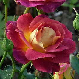 Роза парковая Приер де Сан Косм