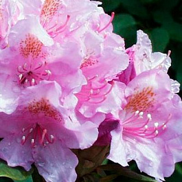 Рододендрон гибридный Алла