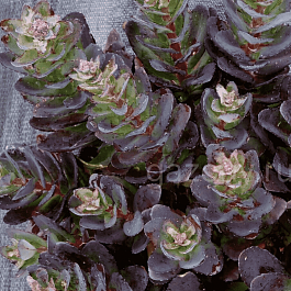 Очиток гибридный Conga line